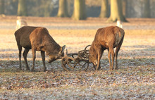Two Stag Red Deer (Cervus Elaphus) Fighting On A Frosty Morning During Rutting Season.