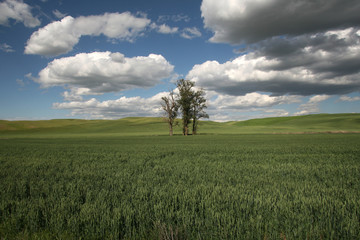 Wall Mural - green field and blue sky