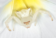 Macro Photo Of White Crab Spider Camouflage On Plumeria Flower