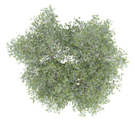 Wall Mural - olive tree with olives isolated on white background. top view
