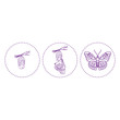 Butterfly and metamorphosis period vector drawing
