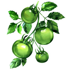 Wall Mural - Branch of four green tomatoes with leaves, fresh organic vegetables, isolated, hand drawn watercolor illustration on white