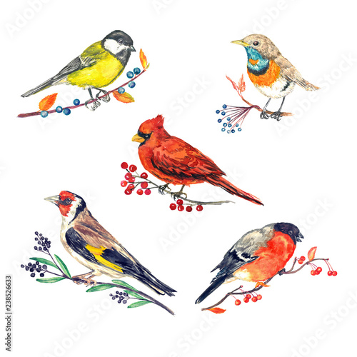 Cuadros en Lienzo Winter birds variety set sitting on different branches with berries, great tit,