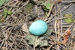 © Yuliya - Blue egg of a wild bird laying on the ground in the forest