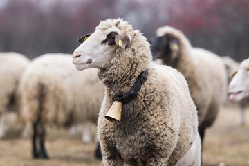 Wall Mural - Bautiful sheep with bell round her neck