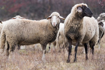 Wall Mural - Herd of sheep on pasture