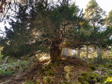 A Very Old Yew In The Forest With Reflections Of The Sun On The Back