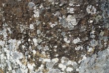 Rough Stone Texture With Gray Lichen Spots Horizontal Background