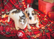 Dog And Cat In Christmas Decoration