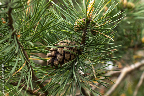 Fotomural pine branch with a cone close-up