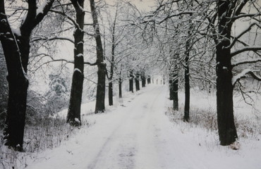  Kastanienallee, Chestnut Alley, im Winter, gesehen im ZAK ungefähr 1998