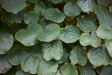 Wall Mural - Actinidia deliciosa