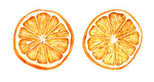 Watercolor Hand Drawn Illustration Of Dried Oranges.
