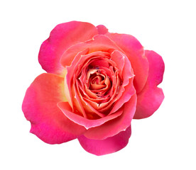 Wall Mural - Beautiful pink rose with water drop isolated on white background