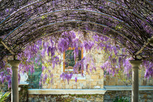 Arched Constructionr Covered With Colorful Lilac Purple Drooping Wisteria Flowers Over A Stairs Pathway Leading To A  House