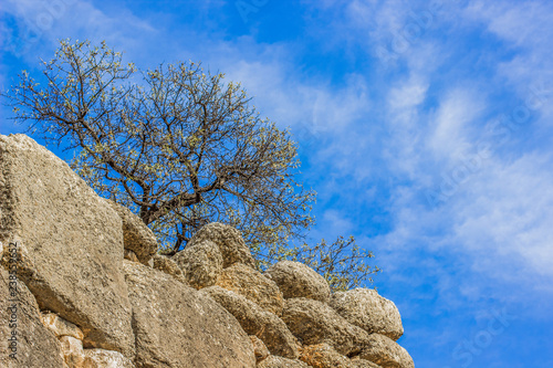 spring bare tree branches above old stone wall background diagonal line board with clear blue sky foreshortening from below, copy space - Buy this stock photo and explore similar images at Adobe spring bare tree branches above old stone wall background diagonal line board with clear blue sky foreshortening from below, copy space - Buy this stock photo and explore similar images at Adobe