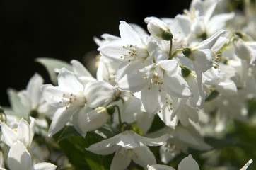 Wall Mural - Blossom of flowering shrub in Swiss cottage garden