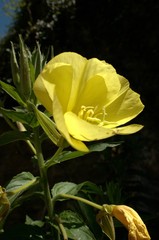 Wall Mural - Oenothera biennis; Evning primrose bloom isolated against dark garden corner