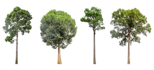 Four Collection of isolated trees on a white background. Beautiful tree It is suitable for use in decorating, decorating, and printing.