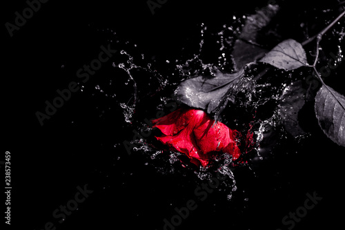 Dekoracja na wymiar  czerwona-roza-wpadajaca-do-wody-walentynki-czarno-biale-milosc-romantyczne-piekne-conc