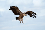 Fototapeta  - Griffon Vulture (Gyps fulvus) flying in central, clouds and blue sky