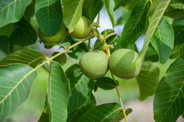 Wall Mural - Green walnut fruit on a branch with leaves on a tree in the garden.