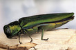 © Macroscopic Solution - Emerald Ash Borer