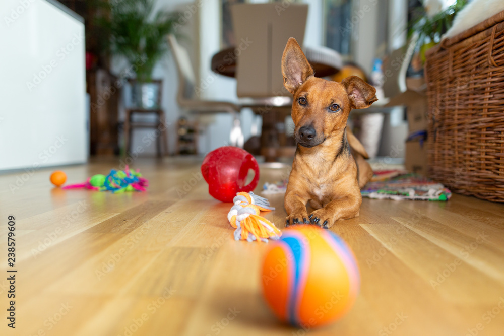 Little dog at home in the living room playing with his toys Stock Photo ...