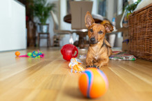 Little Dog At Home In The Living Room Playing With His Toys