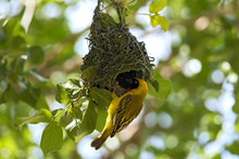 Male African Masked Weaver Is Building On His Nest