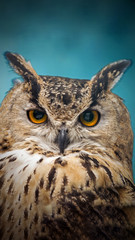 Wall Mural - A close look of the orange eyes of a horned owl on a blured background.