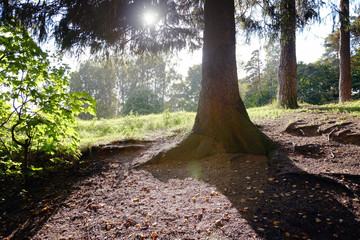 Two pine trees with green crowns