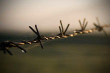 Rusty And Old Barbed Wire Fence With Cobwebs In The Warm Morning Sunlight