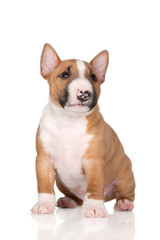 Wall Mural - miniature bull terrier puppy on white background