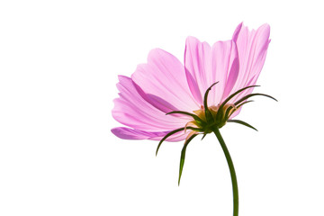 Cosmos flower isolated on white background - clipping paths