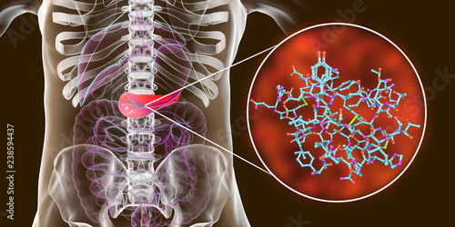Fotografía Pancreas producing insulin hormone, conceptual image, 3D illustration
