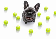 Dog Play Tennis Ball