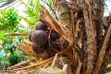 Salacca, zalacca, salak or snake fruits on palm tree in garden.