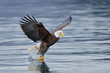 © Clemens Vanderwerf - Bald eagle
