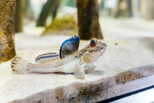 Unusual Fish Mudskipper Or Periophthalmus Barbarus In Aquarium