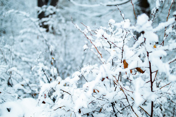 Winter forest in the snow