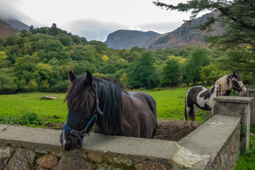 Wall Mural - Horses, Gap of Dunloe, Ring of Kerry is, an iconic destination with breathtaking views, lush nature, wildlife and charming Irish villages. County Kerry, Ireland