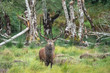 © Luis - Red deer sighting during the annual fall rut, including stag battles and the ever present ghost like sounds of the rut around the Lakes of Killarney, Killarney National Park, County Kerry, Ireland.