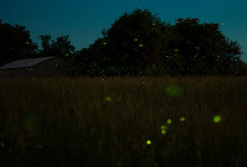 lighting bugs in field