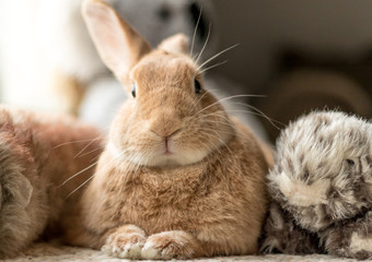 Canvas Print - Rufus bunny rabbit looks cute surrounded by plush fluff toys in soft lighting, neutral tones