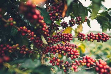 Canvas Print - cherry coffee Good quality red coffee beans exuberant coffee tree