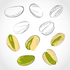 Wall Mural - Pistachio. Color and black-and-white image. Nut. Dried. Sketch