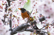 American Robin in a flowering tree