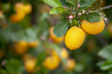 Two lemons and background blur