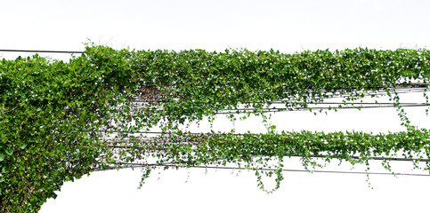 Wall Mural - ivy plant hanging wire electric on pole isolate on white background